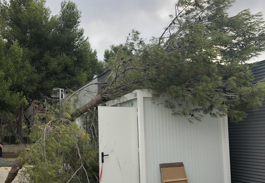 Un arbre caigut sobre la caseta on el club guardava el material